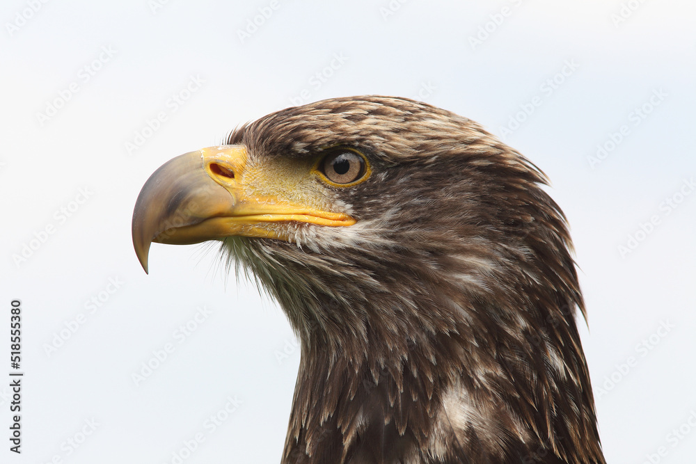 A portrait of a juvenile Bald Eagle against a bright sky
A portrait of a juvenile Bald Eagle against a bright sky