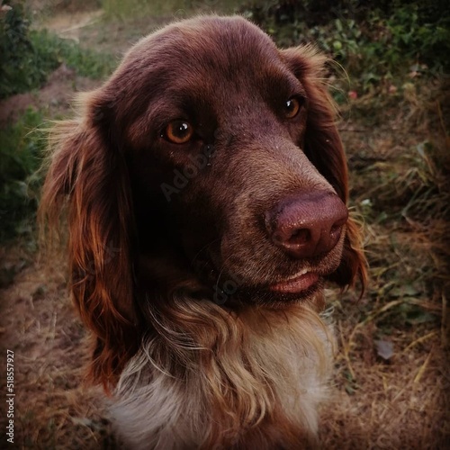 A dog on a walk. The breed of the dog is a Russian hunting spaniel. Hunting.