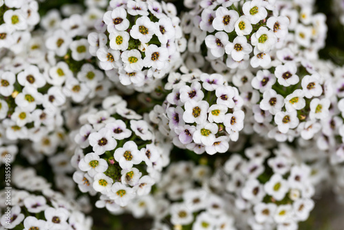 Lobularia maritima flowers syn. Alyssum maritimum, common name sweet alyssum or sweet alison , a plant typically used as groundcover. photo