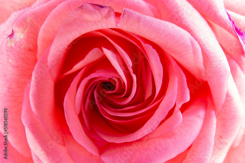 Pink rose flower - Top View. Close-up picture on petals of a single pink flowers.