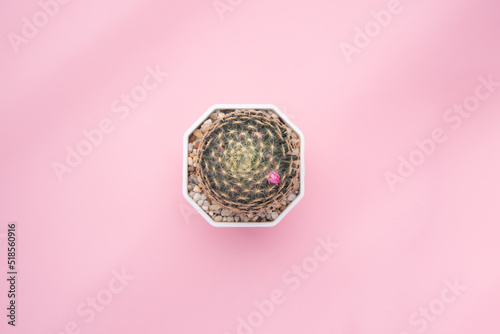 Top view plant mammillaria schiedeana cactus in white plastic pot on pink background photo