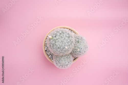 To view cactus plants Mammillaria plumosa in ceramic pot tube shape against isolated background