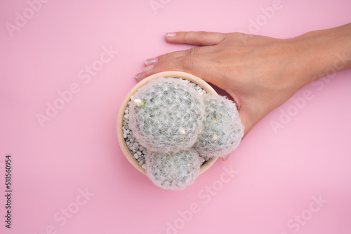 Top view hand hold cactus plants Mammillaria plumosa in ceramic pot tube shape against isolated background photo