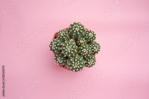 Top view plant echinopsis subdenudata cactus in red plastic ceramic pot on pink background photo