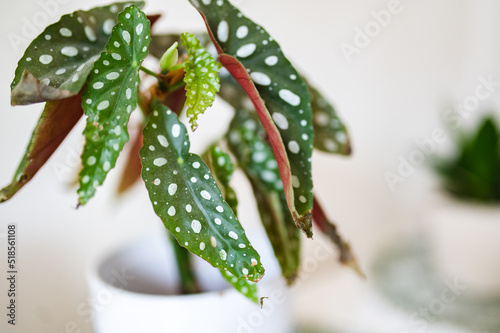 Begonia maculata in a pot photo