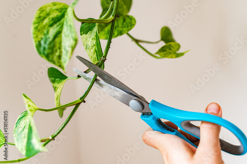 House plant propagation by cutting  photo