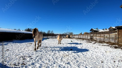 Fjording horses Equus caballus walking towards camera inside Langedrag nature park Norway - Static clip with horses far away before approaching close to camera photo