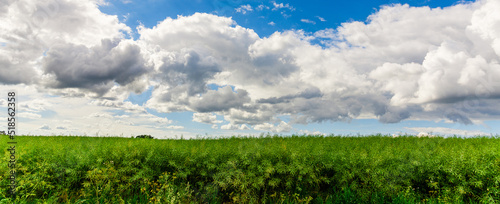 Green field of grass and blue sky with white clouds,nature landscape background.Web banner.