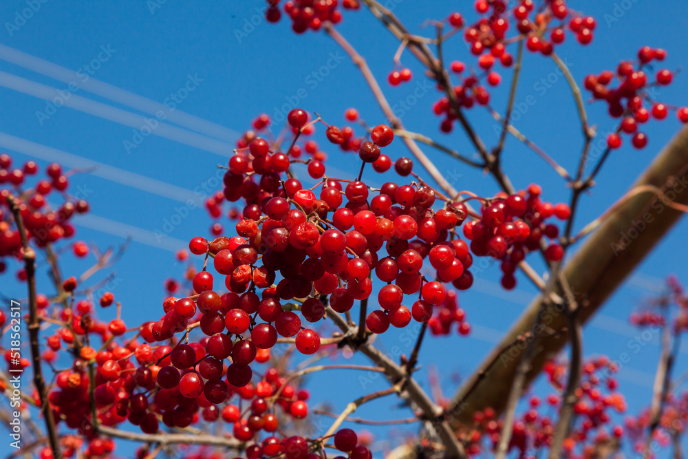 Ripe, red viburnum grows on a bush. Ripe, red viburnum grows on a bush.