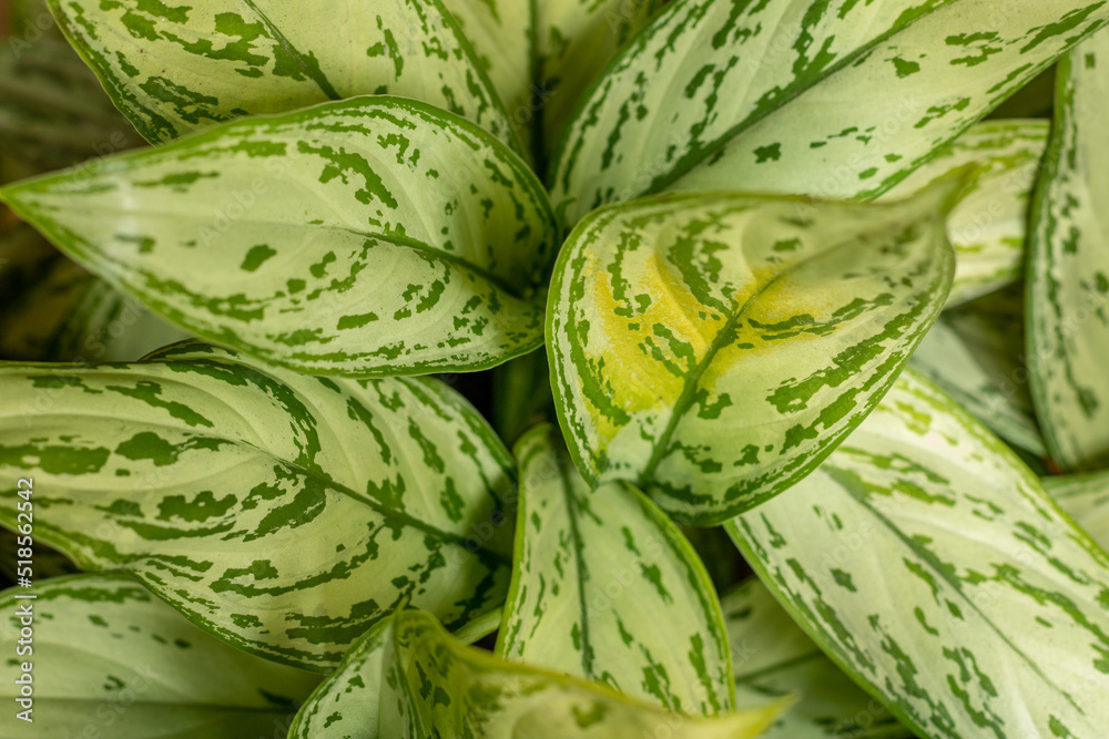 Close-up of green Aglaonema leaves with abstract patterns of lush foliage plants. Wallpaper. Close-up of green Aglaonema leaves with abstract patterns of lush foliage plants. Wallpaper.