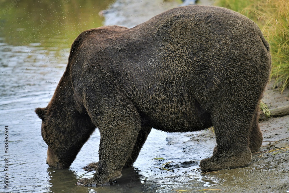Ein riesen großer männlicher Grizzlybär an einem Fluss beim Trinken