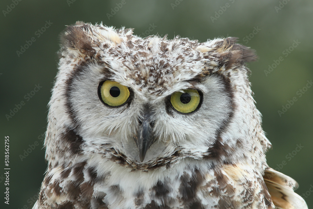 Portrait of a Spotted Eagle Owl
Portrait of a Spotted Eagle Owl