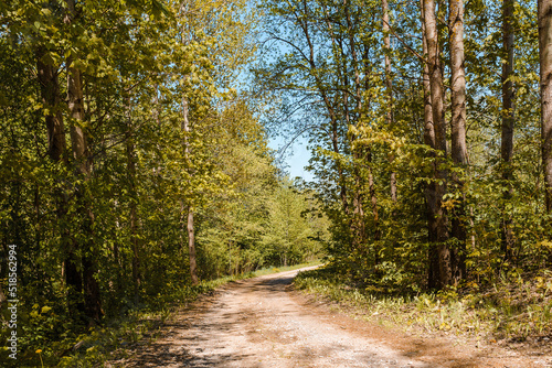 Pathway With Trees On Sunny Day In summer Forest.The road is winding.
