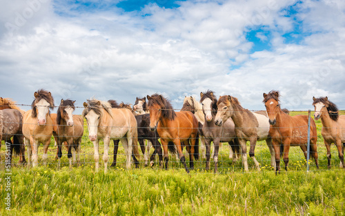 Herd of Icelandic horses standing on the field in the farm of scenic landscape of iceland