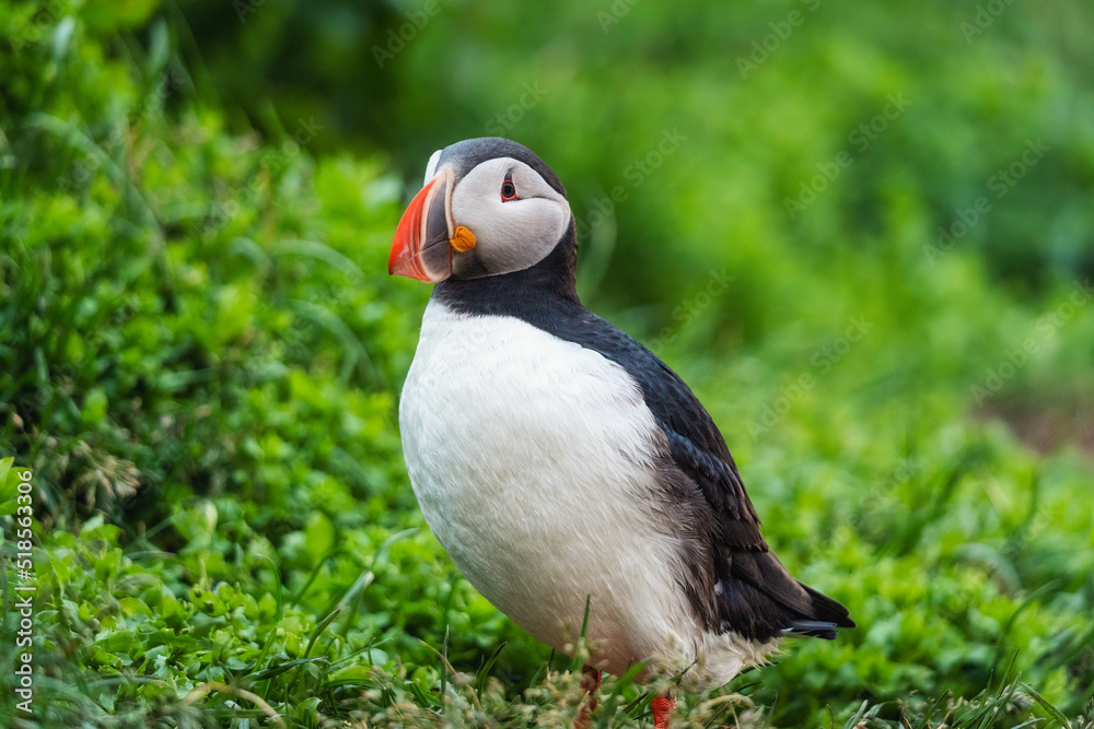 Lovely Atlantic Puffin bird or Fratercula Arctica standing on the grass by the cliff on summer in Iceland Lovely Atlantic Puffin bird or Fratercula Arctica standing on the grass by the cliff on summer in Iceland