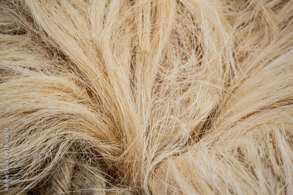 Obraz premium Close-up of a white sisal fiber, part of which is woven into a rope