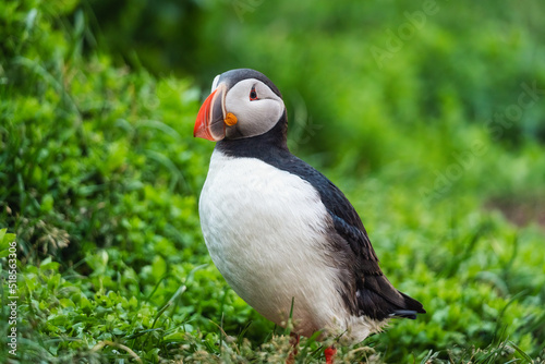 Lovely Atlantic Puffin bird or Fratercula Arctica standing on the grass by the cliff on summer in Iceland © Mumemories