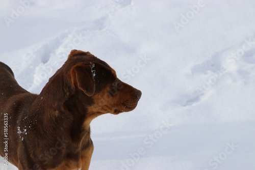 brown dog, on white snow, looking alert photo
