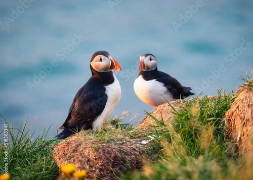 Lovely couple Atlantic Puffin bird or Fratercula Arctica standing on the cliff by coastline on summer in Iceland © Mumemories
