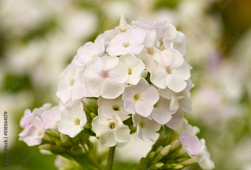 Beautiful close-up of white phlox paniculata flowers