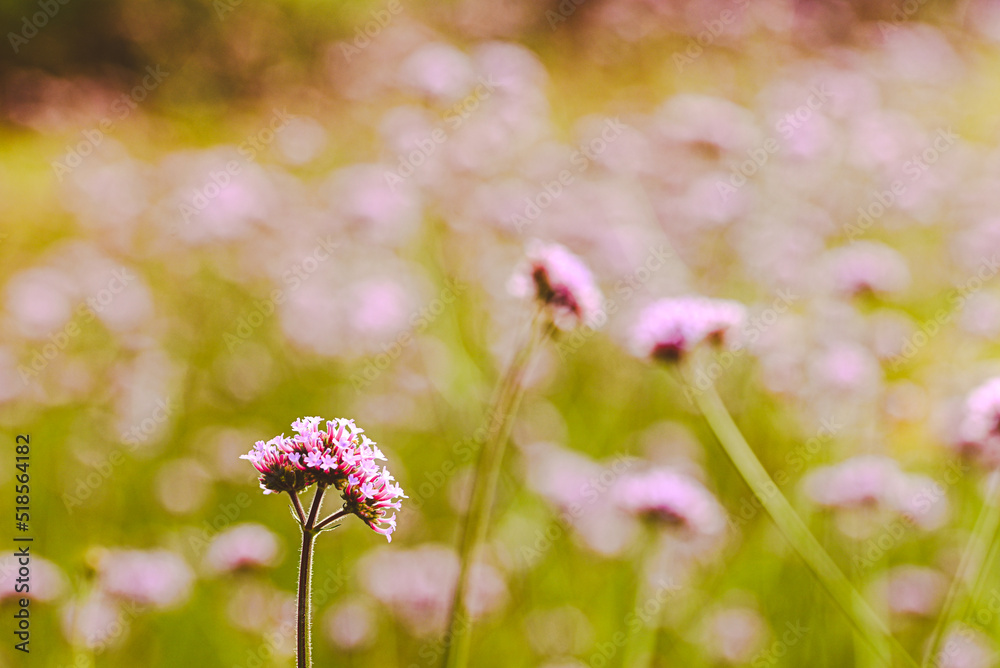 Beautiful close-up of verbena officinalis Beautiful close-up of verbena officinalis