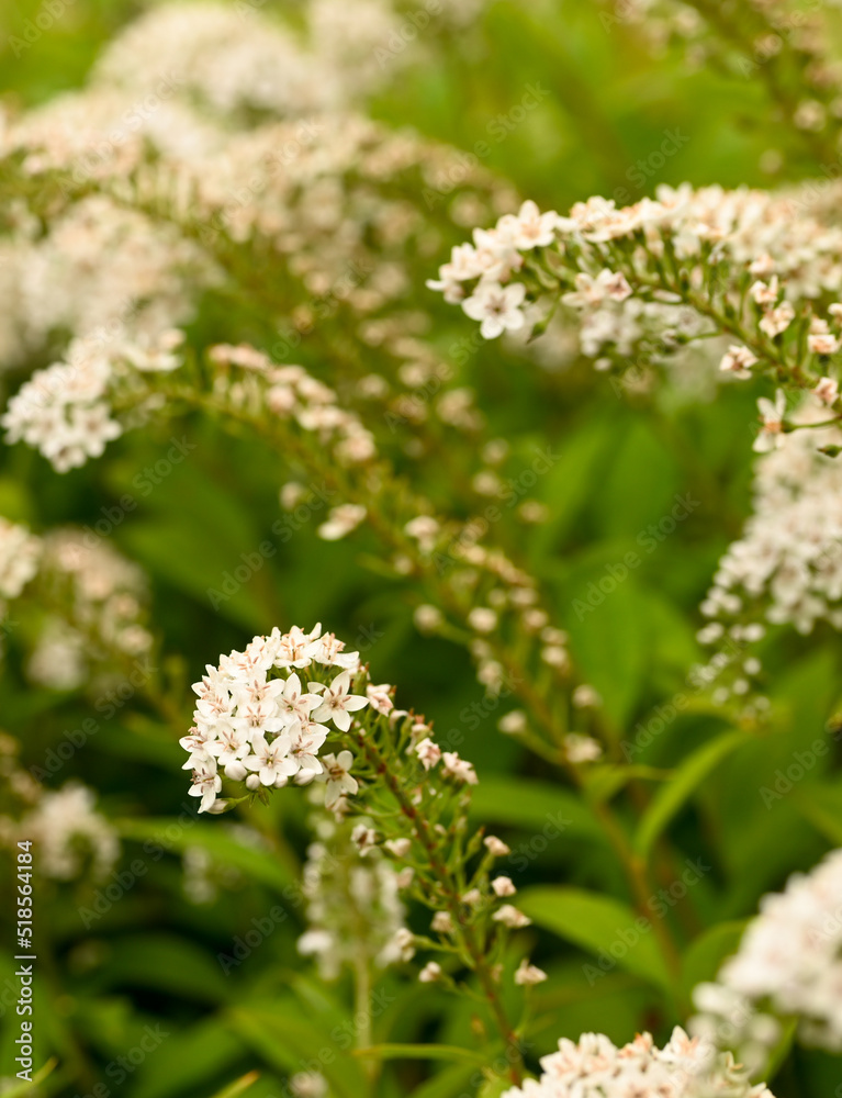 Beautiful close-up lysimachia clethroides, Belgium Beautiful close-up lysimachia clethroides, Belgium