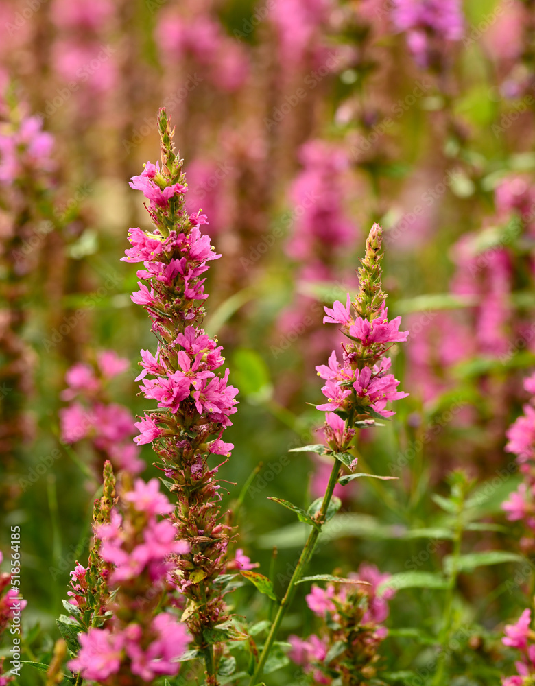 Obraz premium Beautiful close-up of lythrum salicaria