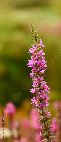 Beautiful close-up of lythrum salicaria