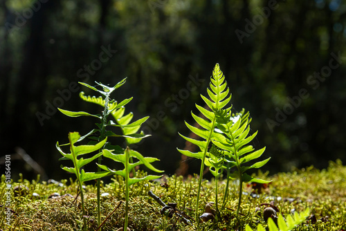 Polypodium vulgare green fern fronds growing in the forest moss photo