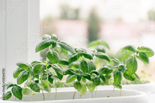 Young green basil grows in white pot on windowsill against background of city. Germinating organic seeds at home, buying greens for healthy eating. Gardening is hobby. Soft selective focus. Copy space © alina_kostrytsia
