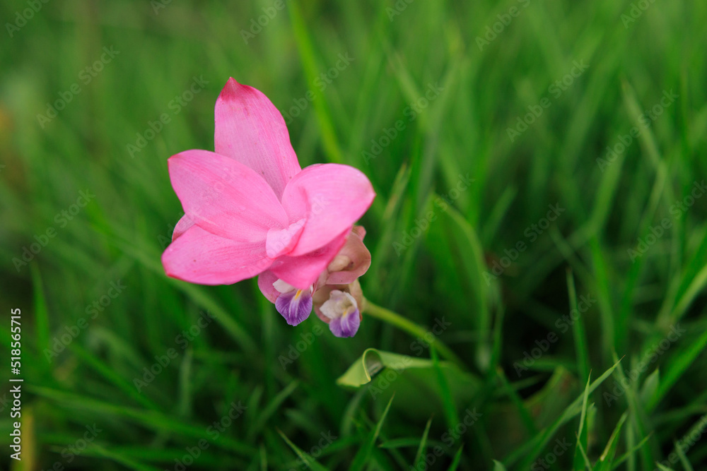Fototapeta premium Siam Tulip
