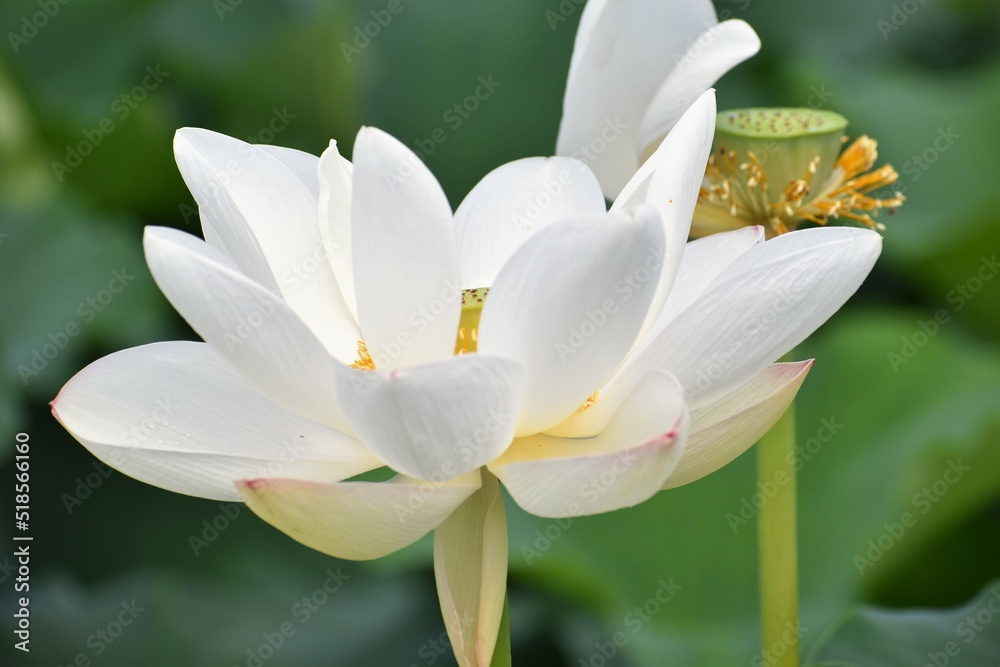 蓮、水蓮、蓮根、ロータス、蓮の花、レンコン、ロータス効果、蓮台、lotus	