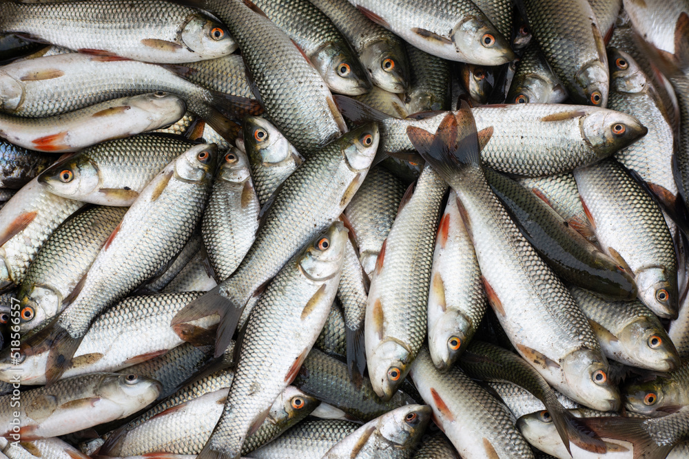 Fresh fish at the fish market