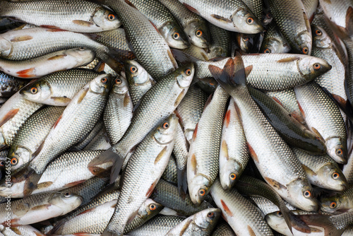 Fresh fish at the fish market