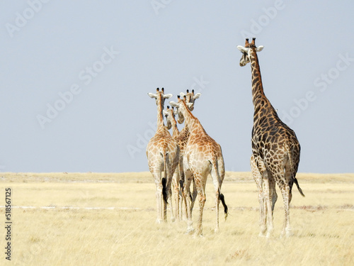 Giraffe Family © Brandon Johnson
