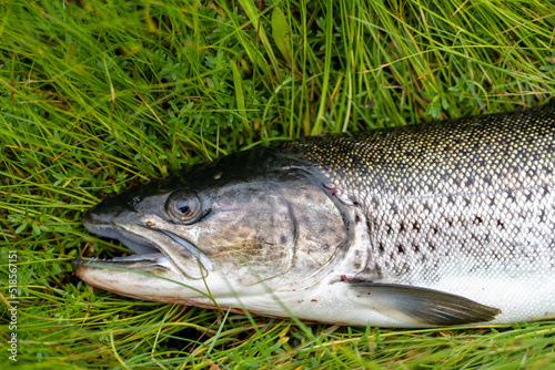 Fototapeta Naklejka Na Ścianę i Meble -  Head of Big Sea trout lying on grass in Norway 