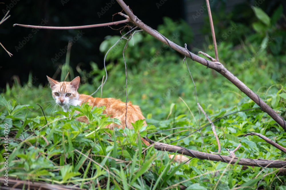 A young stray tabby kitten stares out from a patch of thick grass in a rainforest in Tobago. Caribbean island, lost kitten, stray cat, hunting, SPCA, rescue, garden, looking for a home.