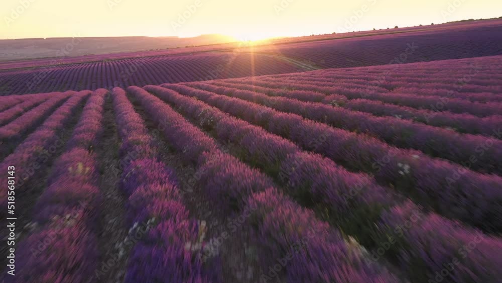 Lavender fields herb farm, aerial drone fly. Beautiful purple flowers at sunset. Sustainable, regional organic cultivation. Provence region, France Lavender fields herb farm, aerial drone fly. Beautiful purple flowers at sunset. Sustainable, regional organic cultivation. Provence region, France