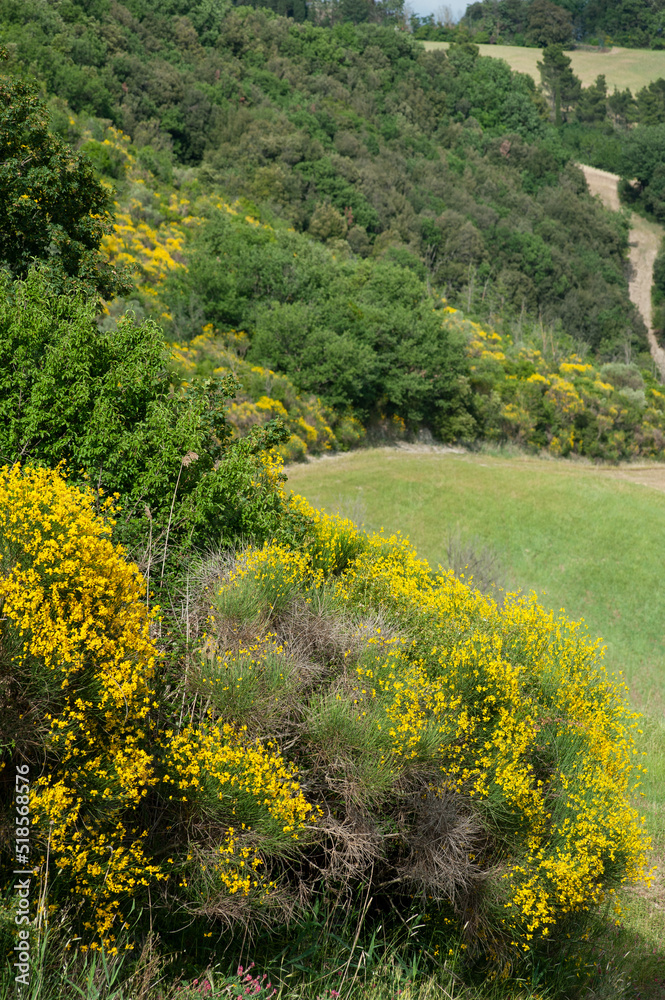 Tuscan landscape with gorse. Brillant yellow flowers in a sunny day. Tuscan landscape with gorse. Brillant yellow flowers in a sunny day.