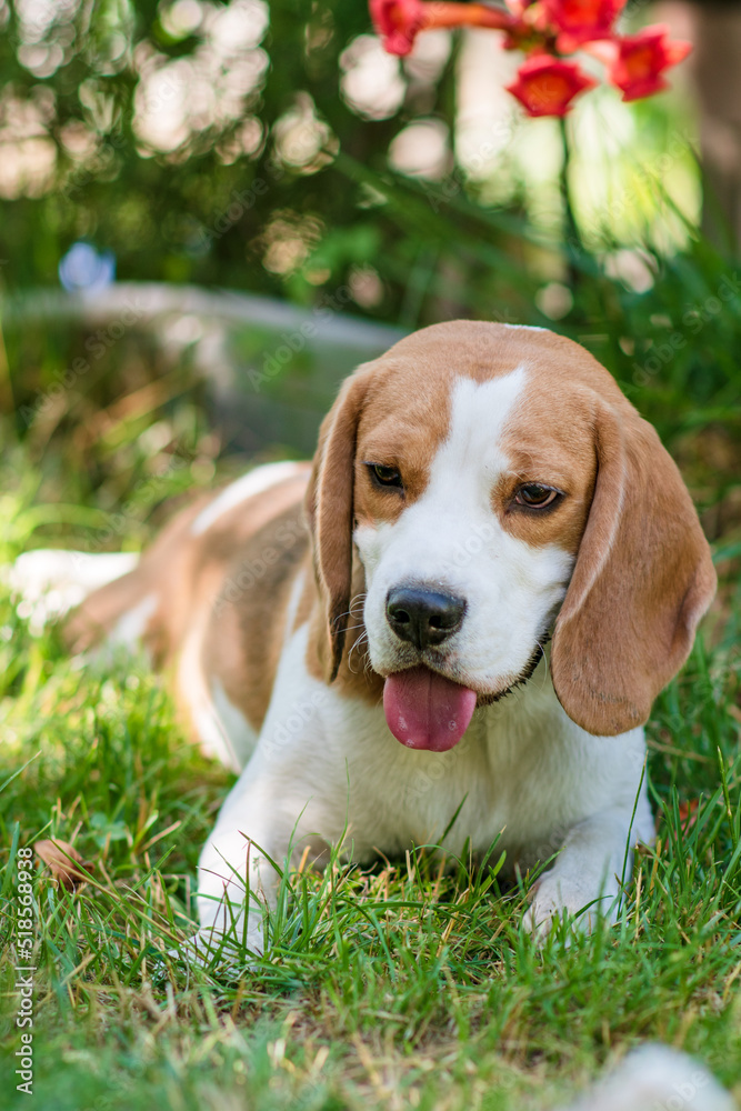 Portrait of a cute beagle dog on a green lawn