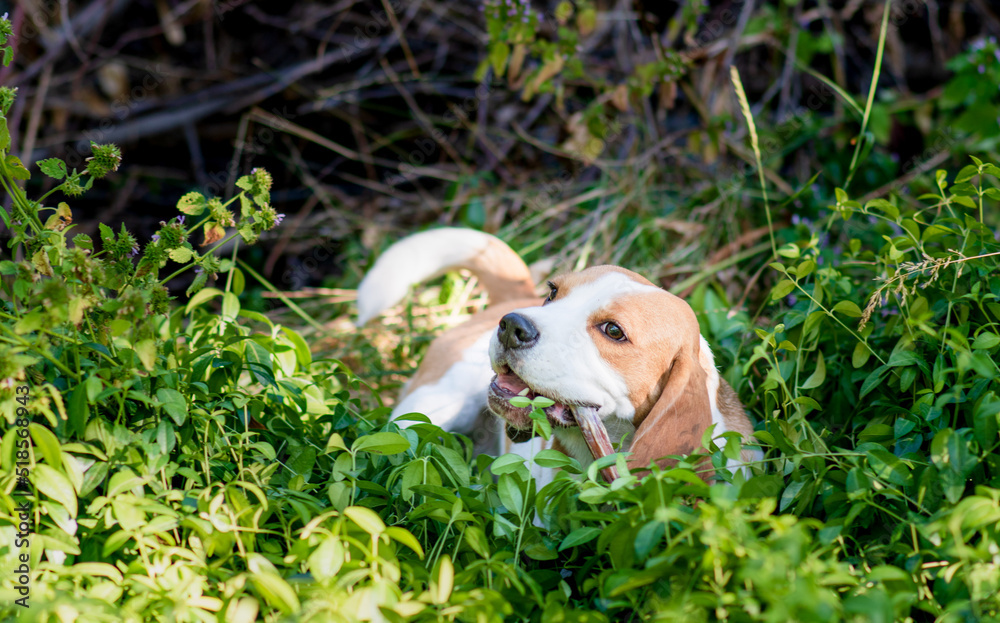 Obraz premium Portrait of a cute beagle dog on a green lawn