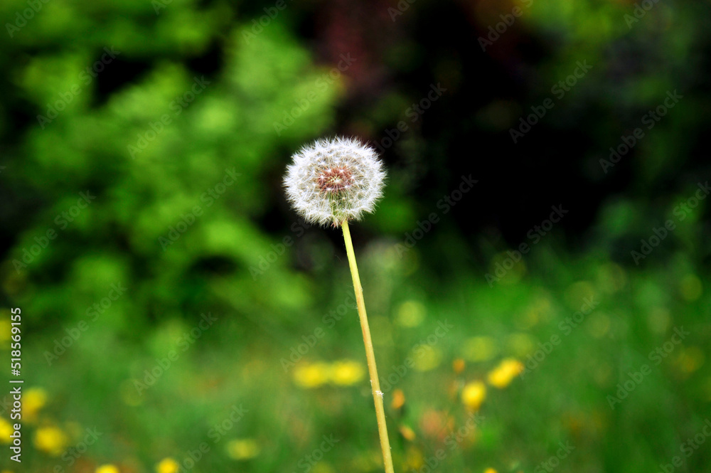 Dandelion seed pods in the meadow