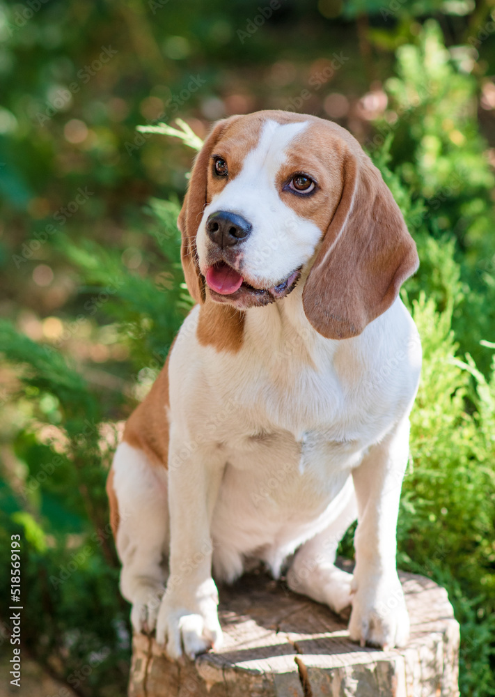 Portrait of a cute beagle dog on a green lawn Portrait of a cute beagle dog on a green lawn