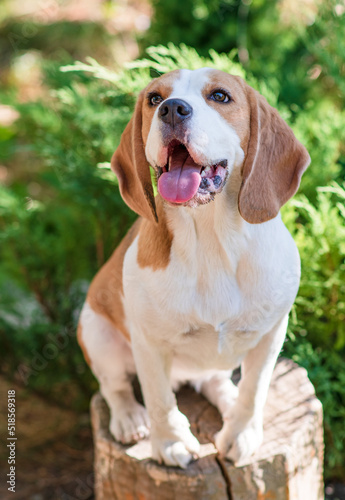 Portrait of a cute beagle dog on a green lawn © Anna