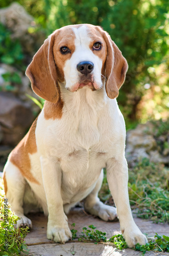 Portrait of a cute beagle dog on a green lawn