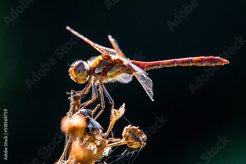 Billede på lærred Dragonfly