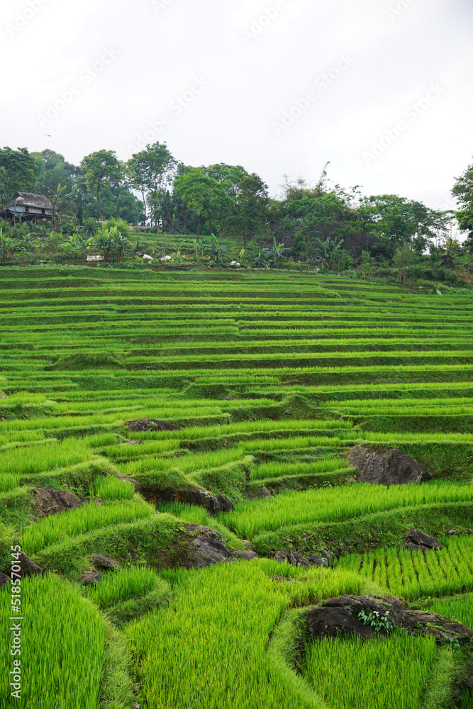 Beautiful layers of rice terrace in Pu Luong, Vietnam