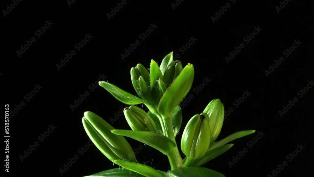 Growing lily plant. Flower buds. Timelapse on a black background. Growing lily plant. Flower buds. Timelapse on a black background.