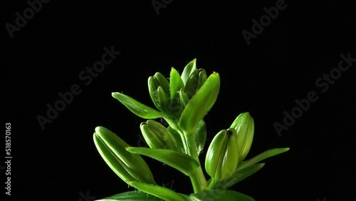Growing lily plant. Flower buds. Timelapse on a black background.