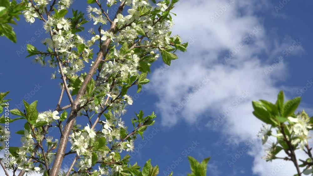 Flowering fruit tree, blossoming pear tree Flowering fruit tree, blossoming pear tree